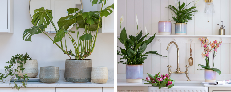 Home and lifestyle products - Ivyline