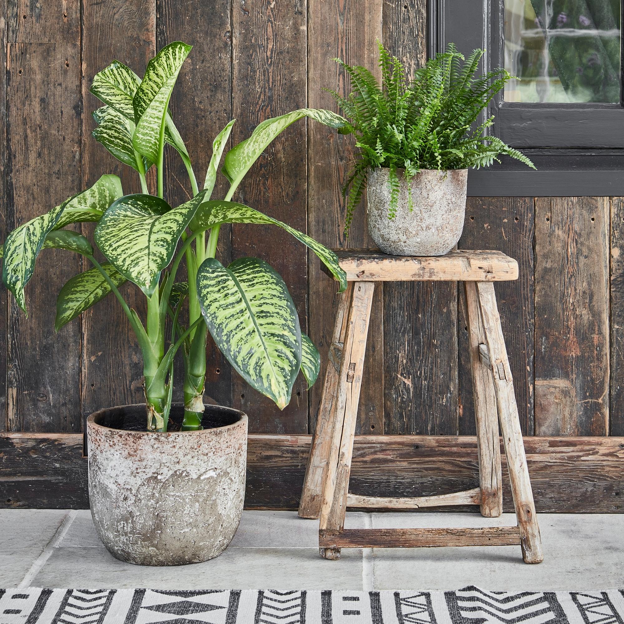 Albero Planter
