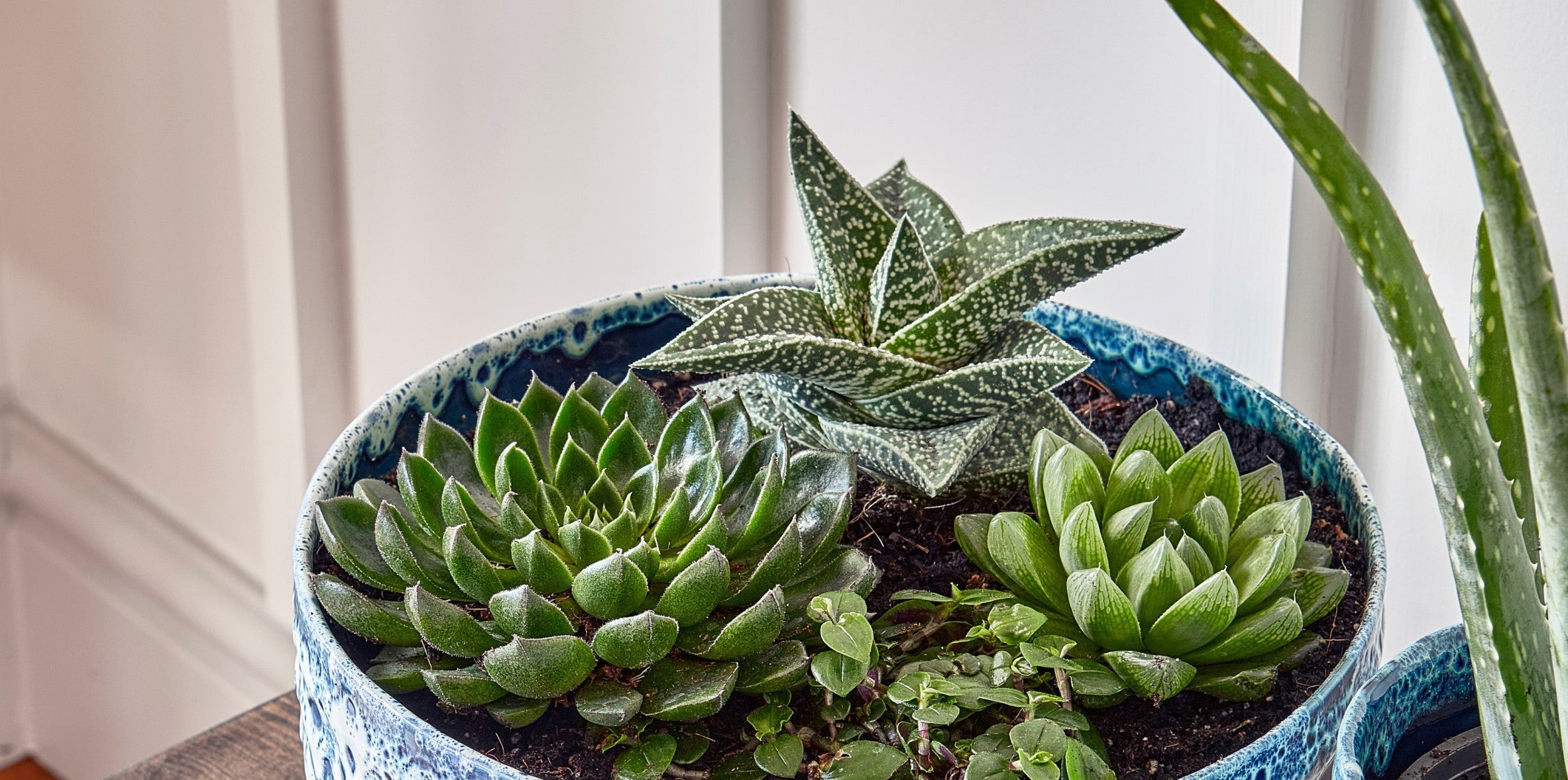 An array of succulents planted in a planting bowl