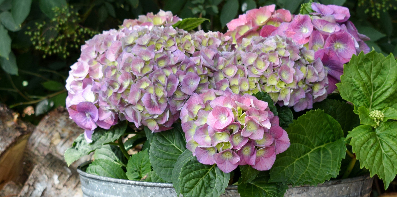 Pink and purple hydrangeas in a galvanised bucket.