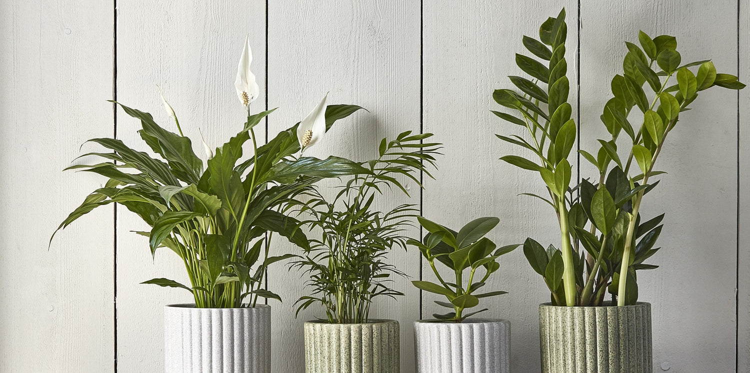 A Peace Lily, Parlour Palm, Rubber Plant, ZZ Plant in green and grey, speckled houseplant pots.