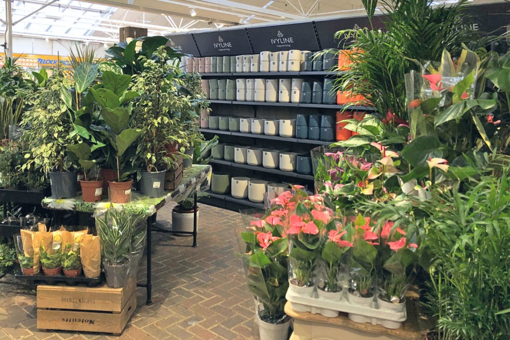 Case study: Ivyline displays at Notcutts Garden Centre, Solihull