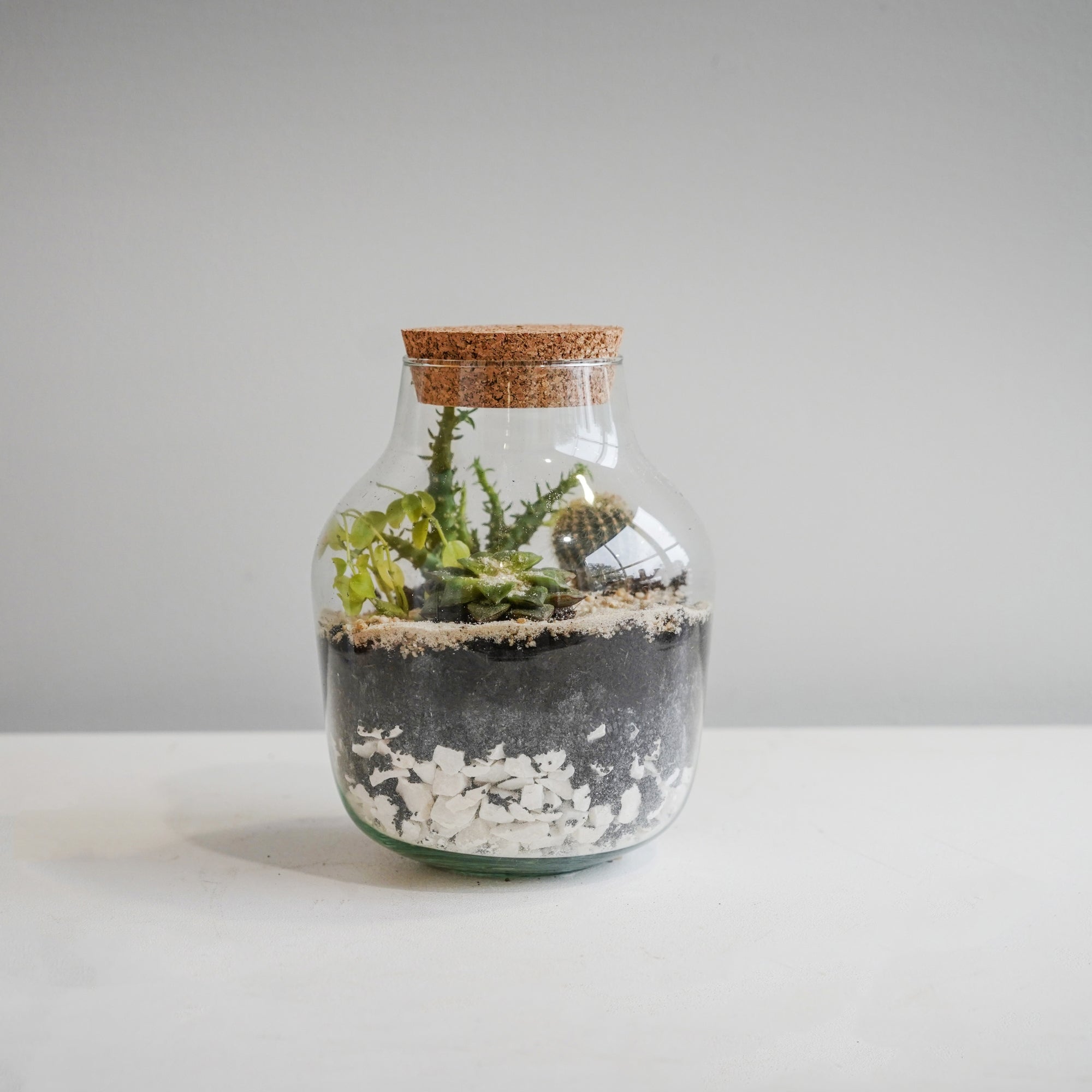 Angluar Glass Small Terrarium DIY Kit