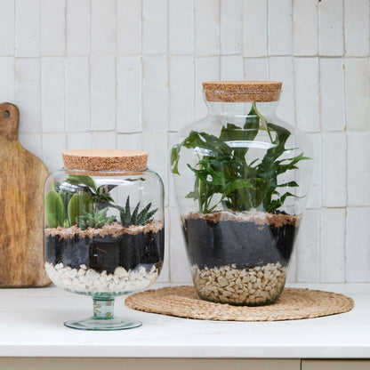Glass Footed Cork Lid Terrarium