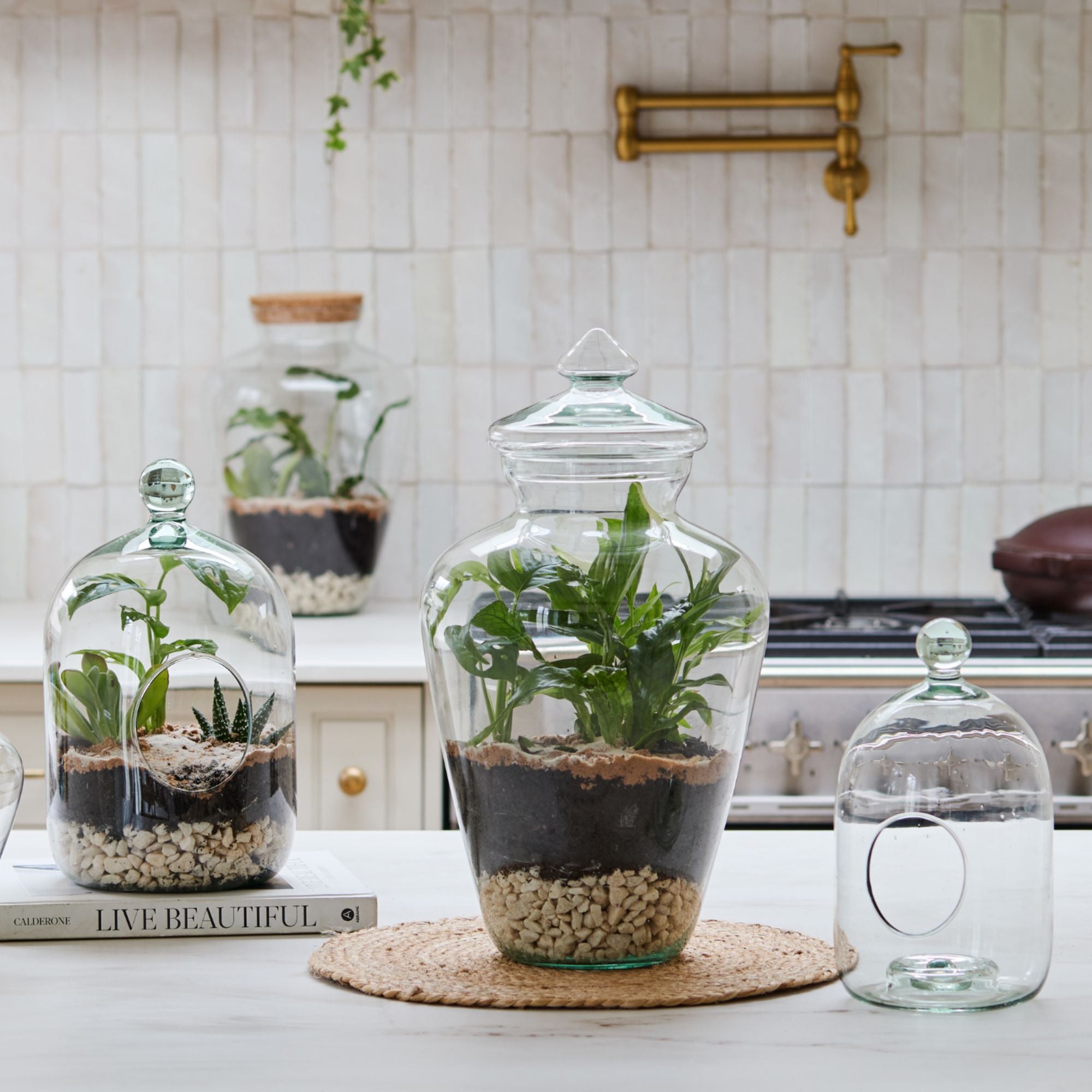 Teardrop Glass Lid Terrarium
