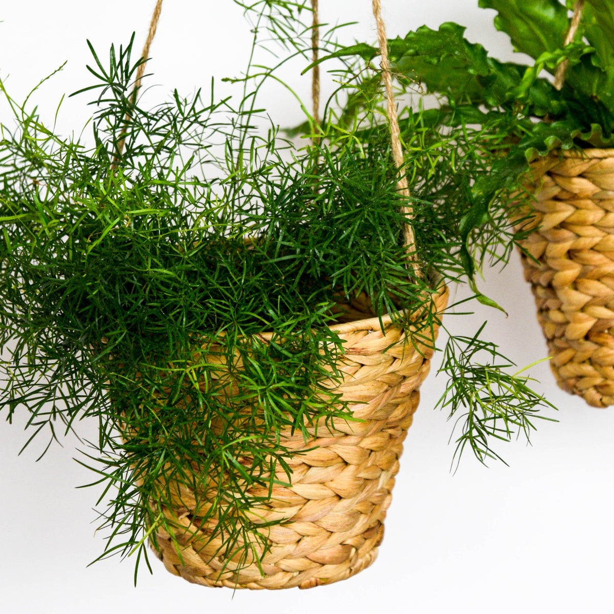 Hanging Water Hyacinth Planters Set 2