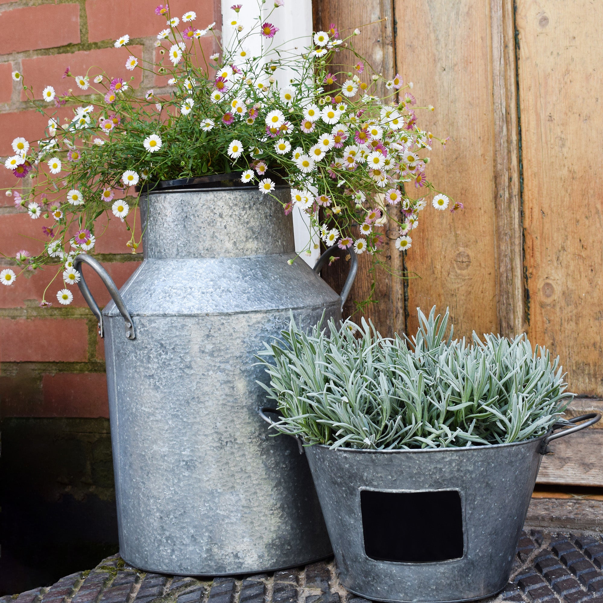 Galvanised Milk Churn